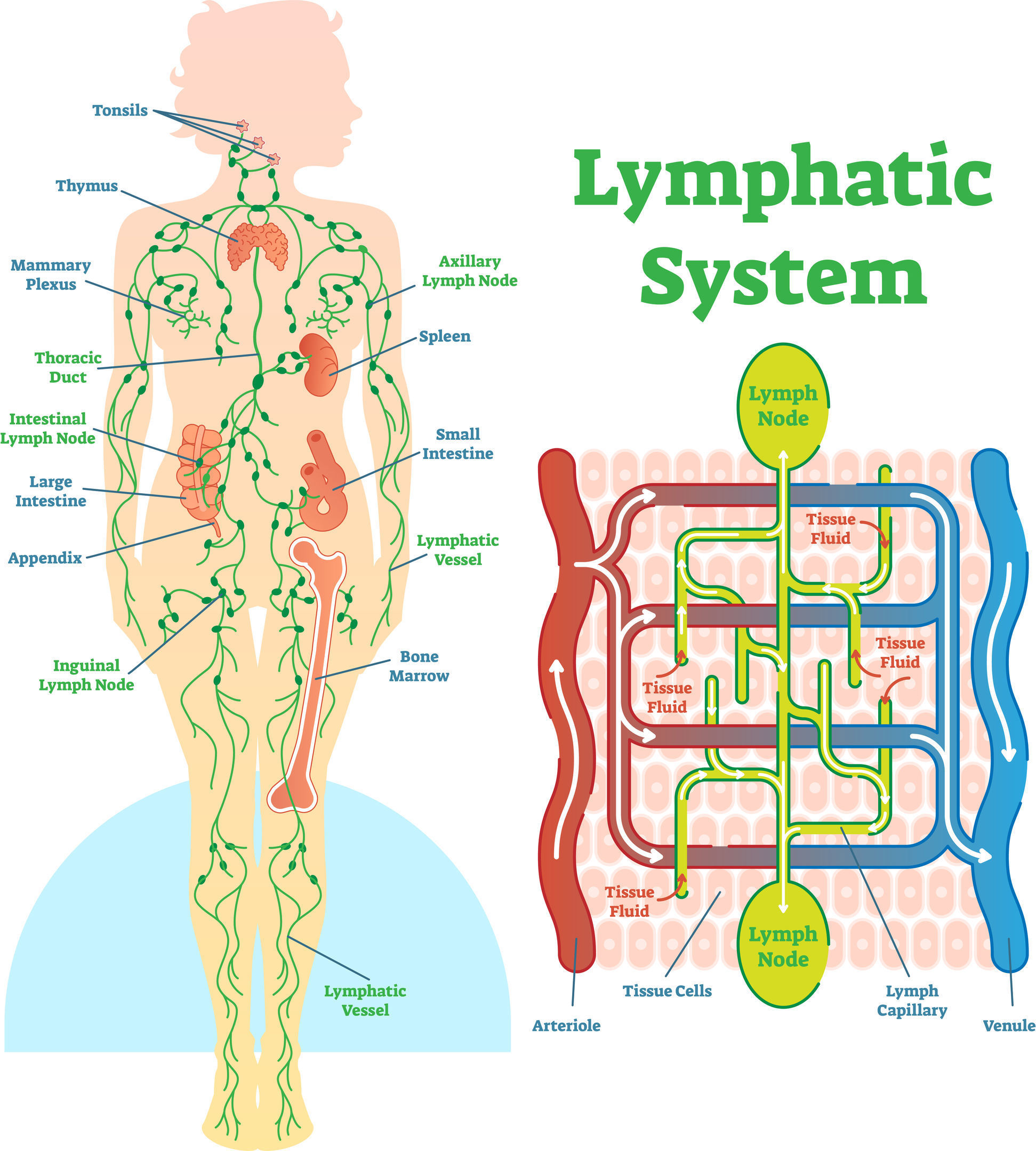 what is manual lymphatic drainage