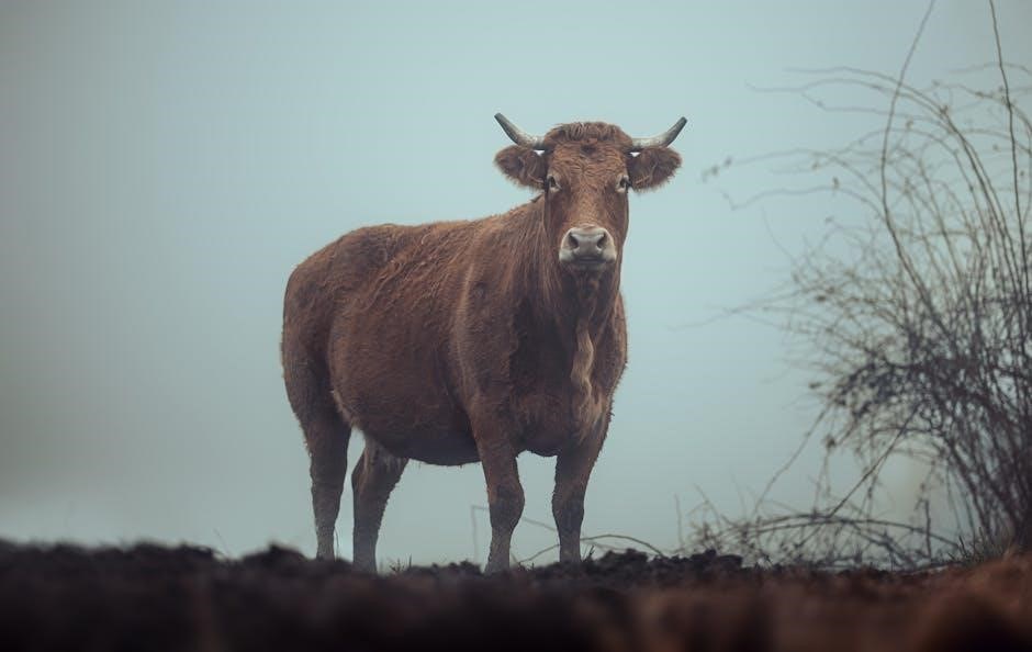click clack moo pdf